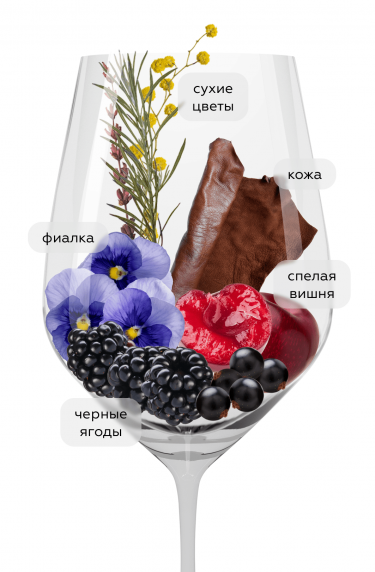 Дзанна, Дино Иллюминати24977