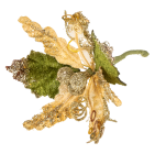 Декор Скоттон